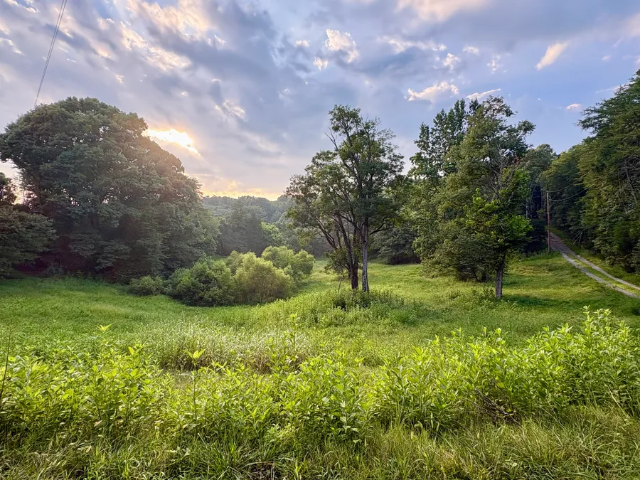 Evening sun breaking through the trees above the lower pasture
