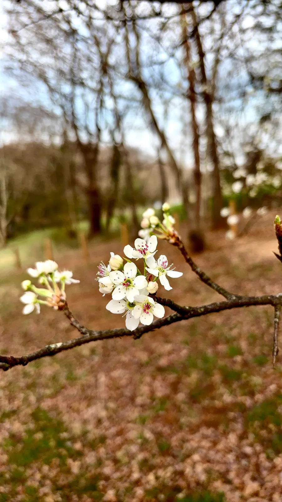 Close view of white blossoms open on an orchard branch