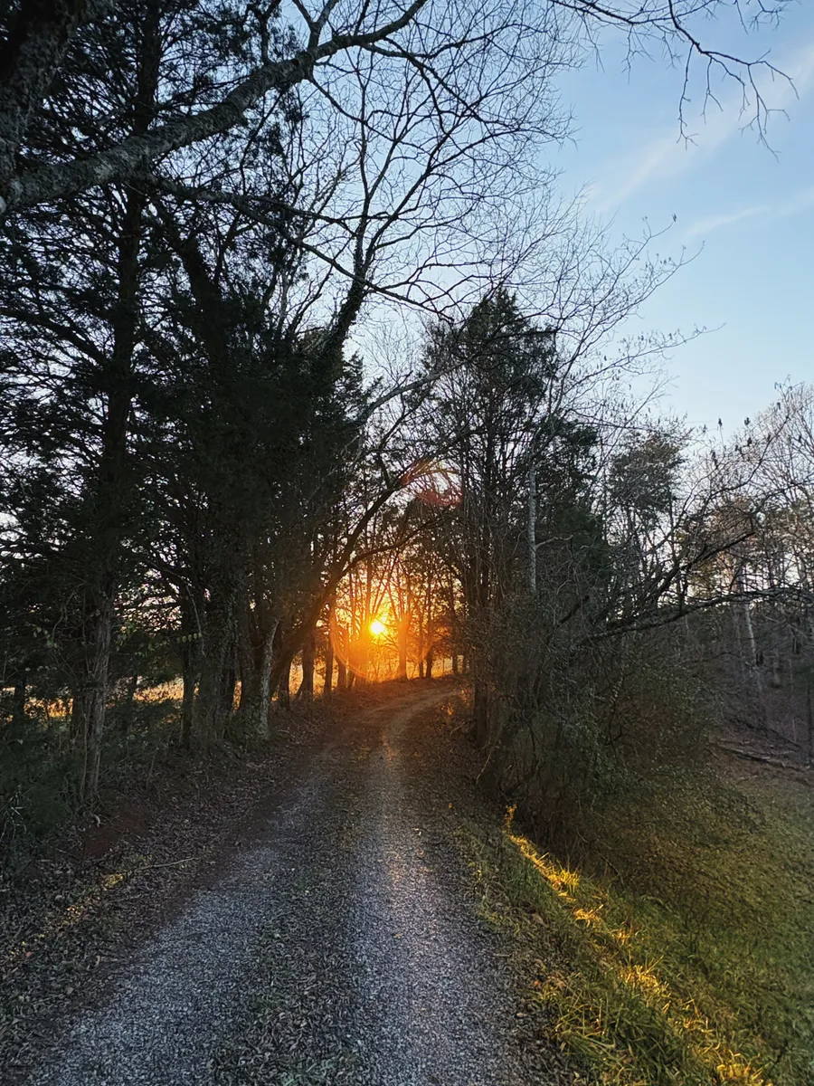 A narrow trail running through wooded ground with sunset light in the trees